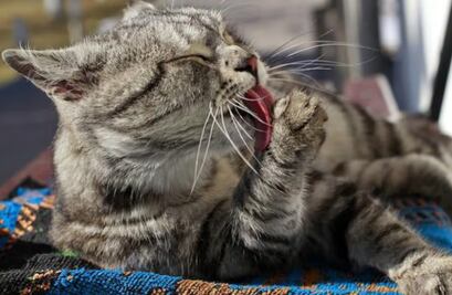 Virus felino en alerta: ¿qué es la panleucopenia y cómo se propaga? 