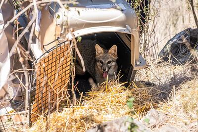 Refuerzan conservación de fauna y combate al tráfico ilegal en Hidalgo
