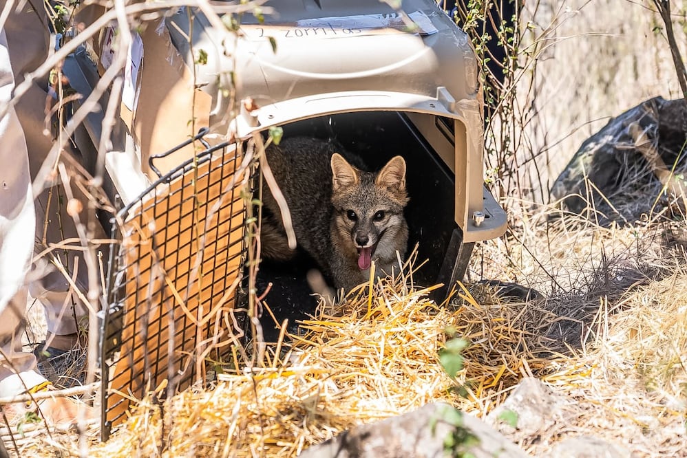 Fauna silvestre regresa a su hogar | Foto: Unidad de Fauna