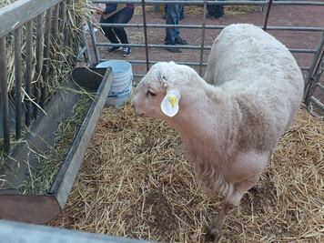 La alfalfa, avena y zacate de maíz duplican su precio; ganaderos en aprietos