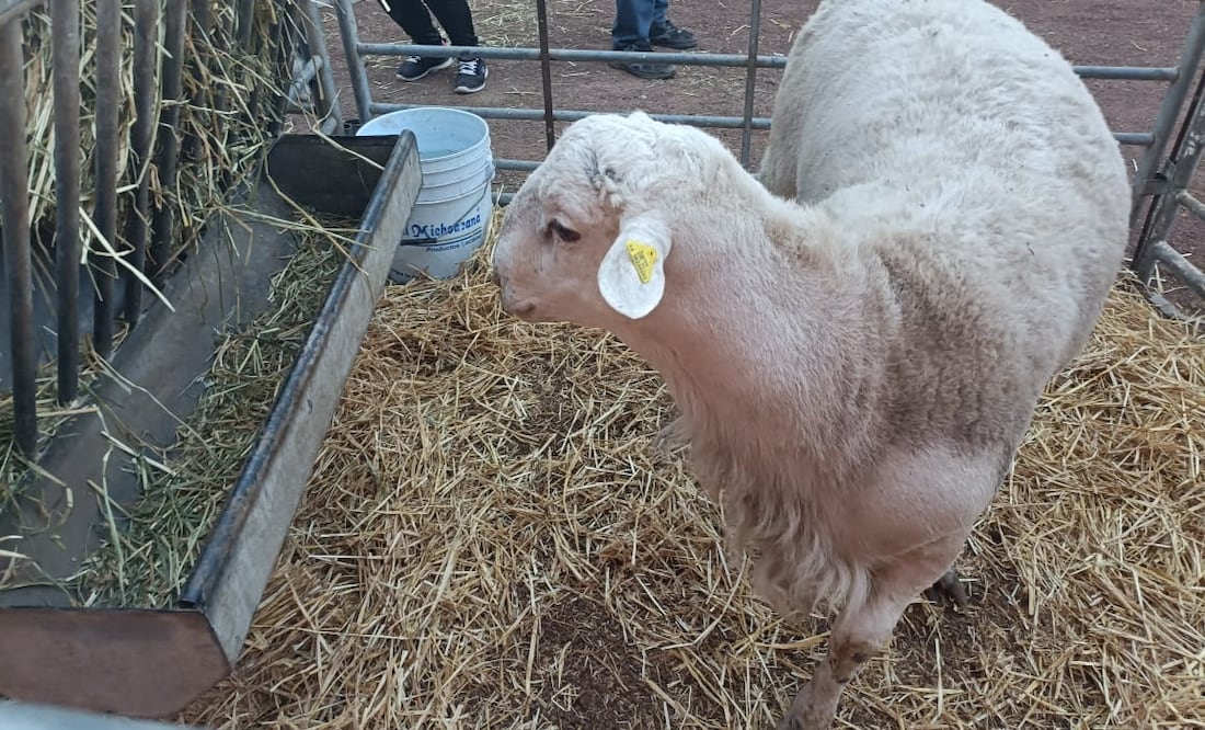 Una paca de alfalfa aumentó de 120 pesos a los 220 | Foto: Grisel Lira