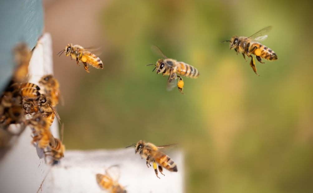 UAEH prepara evento para promover la apicultura y la protección de las abejas | Foto: UAEH