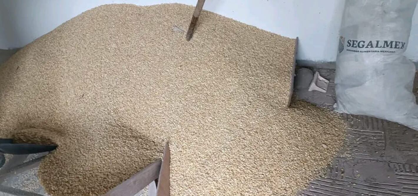 Productores de maíz del Valle del Mezquital enfrentan bajos precios para comercializar su cosecha