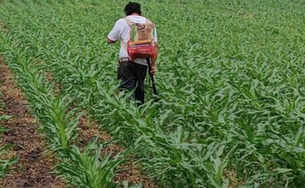 Municipios de Hidalgo convocan a productores para integrar padrón agrícola