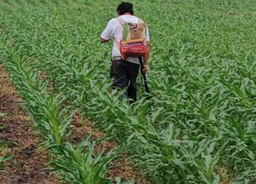 Municipios de Hidalgo convocan a productores para integrar padrón agrícola