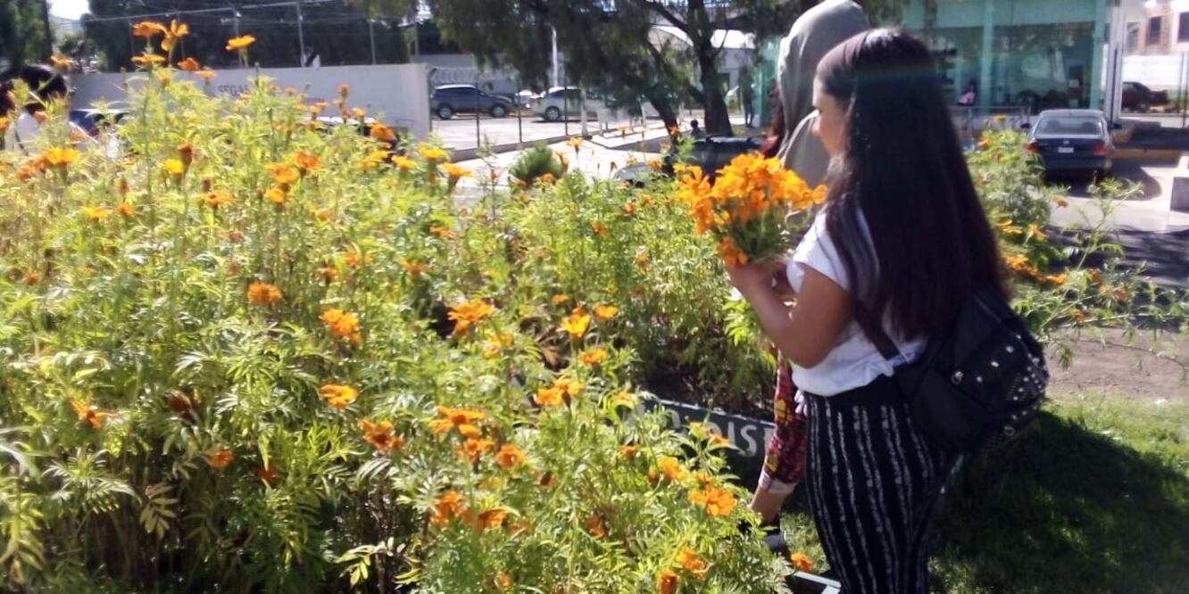 Por segundo año consecutivo se logró la siembra y cosecha de más de una tonelada de la flor de cempasúchil en el huerto urbano de Pachuca Foto: Arturo Torres