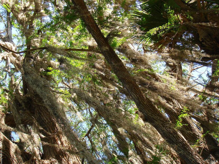 Plantan seis árboles “hijos” del emblemático Sabino en Zimapán | Foto: Flickr