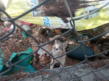 Denuncian caso de maltrato animal en fraccionamiento de Tizayuca 