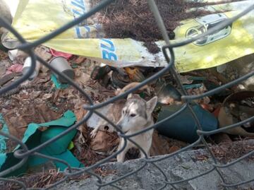 Denuncian caso de maltrato animal en fraccionamiento de Tizayuca