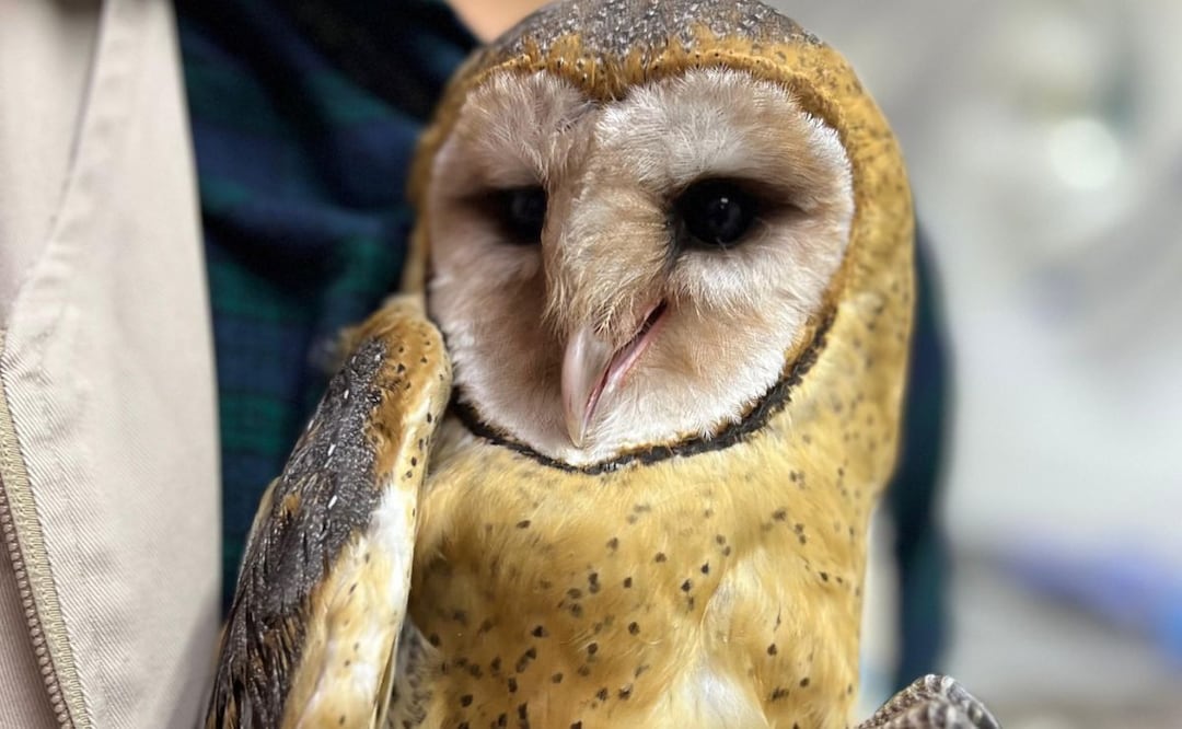 Facebook: Unidad de Rehabilitación de Fauna Silvestre Pachuca