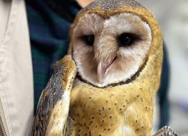 Rescatan a lechuza deshidratada en aula universitaria de Pachuca
