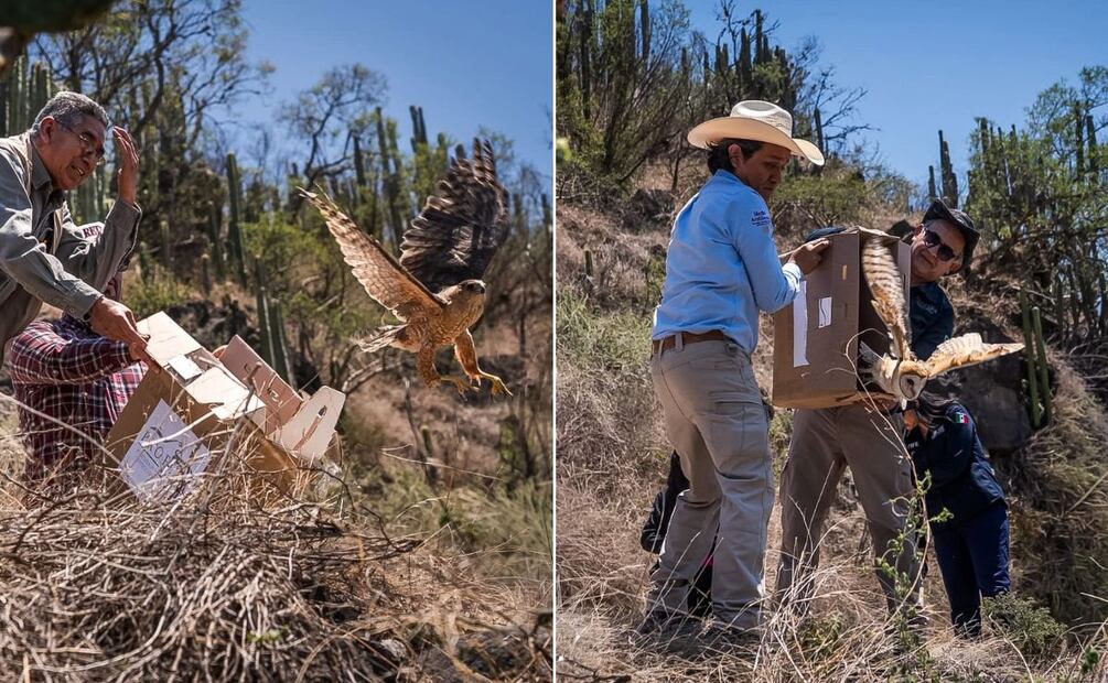 ¡Regresan a casa! Liberan 11 animales silvestres en la Barranca de Metztitlán | Foto: Unidad de Fauna