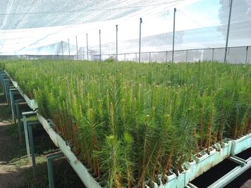 Se alistan silvicultores para reforestar 600 hectáreas de bosque