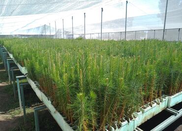 Se alistan silvicultores para reforestar 600 hectáreas de bosque