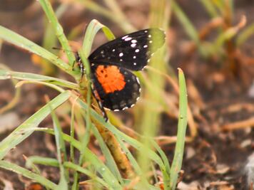 Mariposas parche carmesí invaden Pachuca ¿Cómo ayudar a la fauna local?