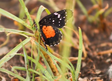 Mariposas parche carmesí invaden Pachuca ¿Cómo ayudar a la fauna local?