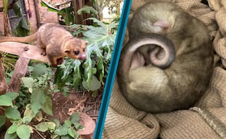 Tena, la martucha que sobrevivió al incendio y hoy se recupera en Pachuca