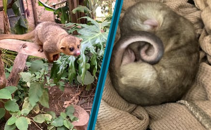 Tena, la martucha que sobrevivió al incendio y hoy se recupera en Pachuca