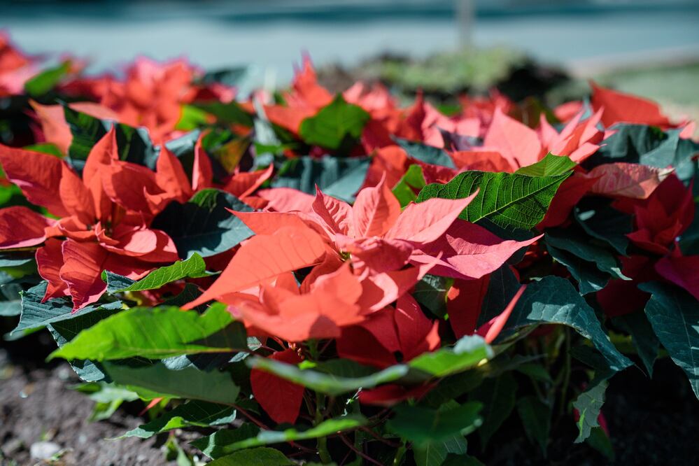 Facebook: Jorge Alberto Reyes