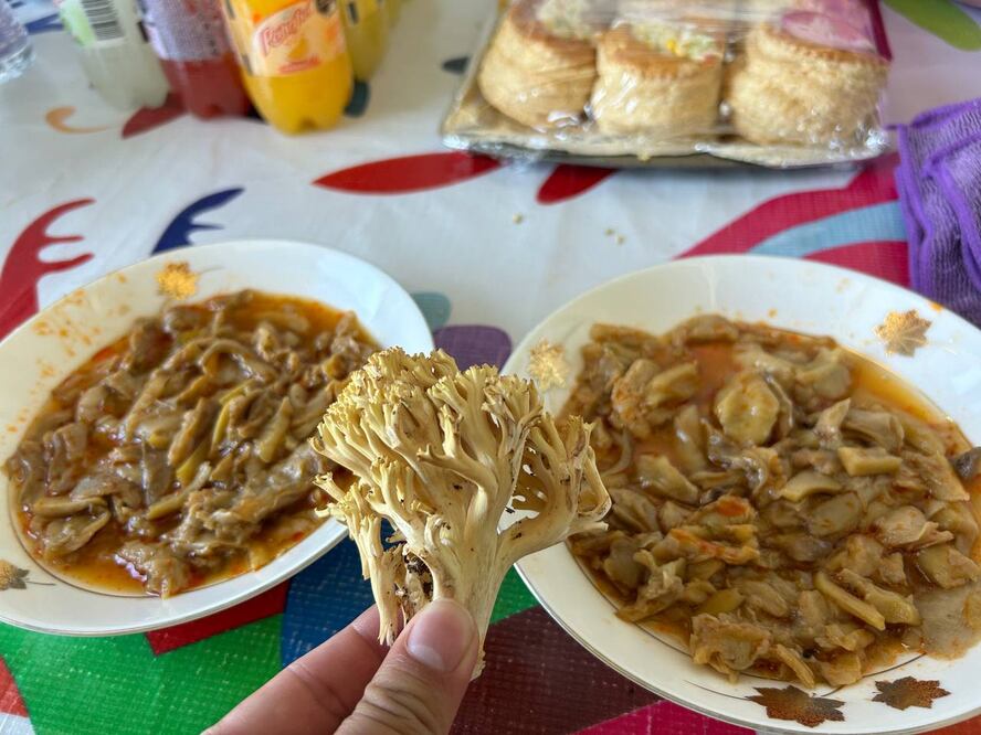 Celebrarán el séptimo festival del hongo en Alfajayucan I foto: Especial