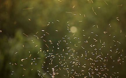 Anuncian fumigación en Cerro Azul y presa Javier Rojo Gómez contra mosquito culex