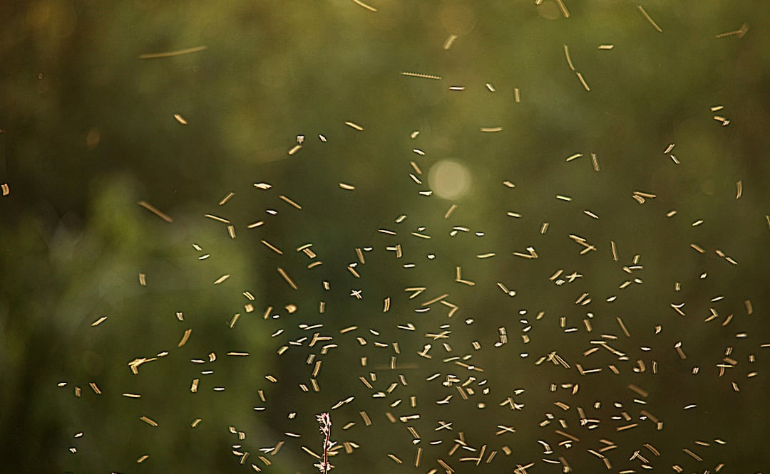 Las comunidades más cercanas a la presa son Cañada, Cerro Azul y La Piedad | Foto: Pixabay