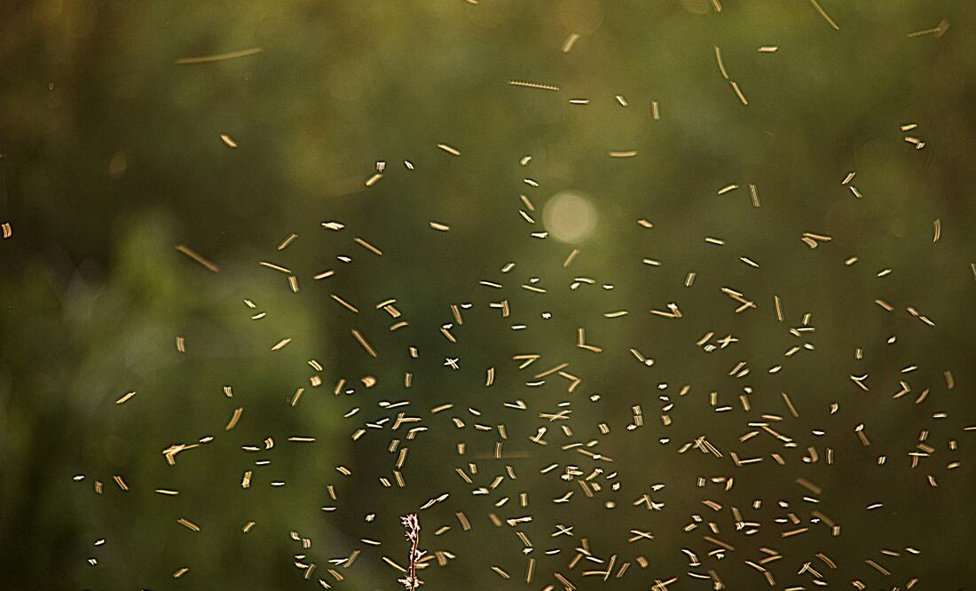 Las comunidades más cercanas a la presa son Cañada, Cerro Azul y La Piedad | Foto: Pixabay
