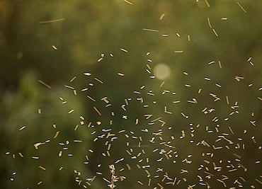Anuncian fumigación en Cerro Azul y presa Javier Rojo Gómez contra mosquito culex