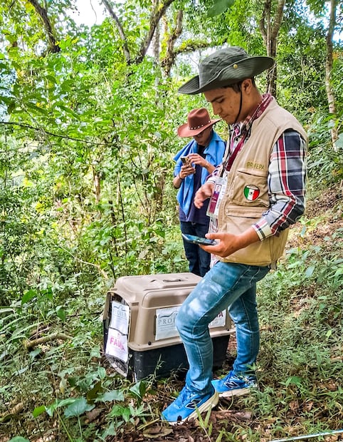 De regreso a la vida silvestre | Foto: Unidad de Fauna