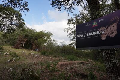 Liberación de venados cola blanca para preservación del puma no tuvo tanto éxito: Semarnath