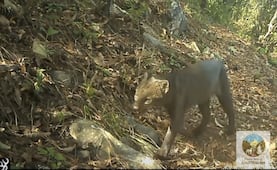 Los Mármoles confirma la presencia de las seis especies de felinos silvestres de México