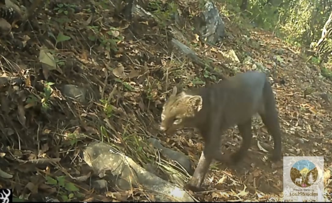 El Parque Nacional Los Mármoles cuenta con una superficie de 23 mil 150 hectáreas y se extiende en los municipios de Jacala de Ledezma, Nicolás Flores, Pacula y Zimapán | Captura de video