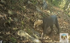Los Mármoles confirma la presencia de las seis especies de felinos silvestres de México