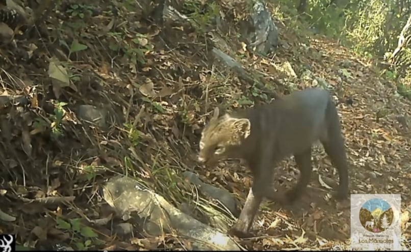 Los Mármoles confirma la presencia de las seis especies de felinos silvestres de México