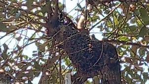 Bomberos de Huejutla piden no retirar enjambres de abejas sin apoyo especializado