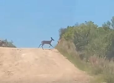 Venado cola blanca sorprende entre la vegetación de Cardonal