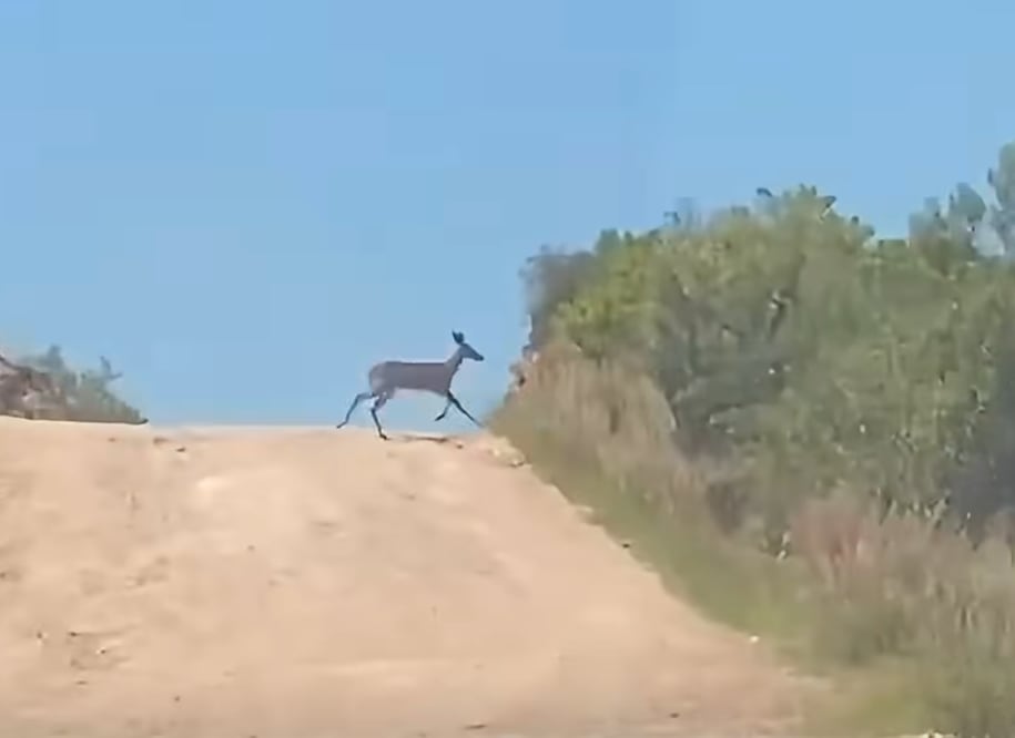 Un visitante inesperado en Cardonal | Captura de video