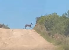 Venado cola blanca sorprende entre la vegetación de Cardonal