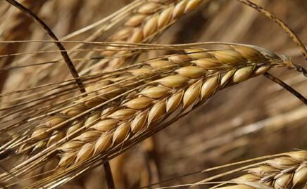 Retrasos en cultivos de maíz y cebada por lluvias en Tulancingo