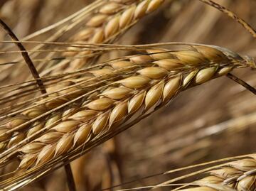 Retrasos en cultivos de maíz y cebada por lluvias en Tulancingo