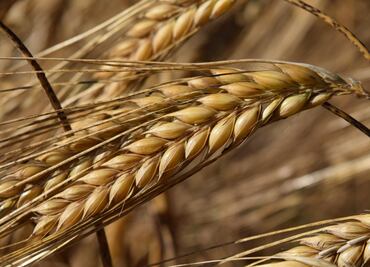 Retrasos en cultivos de maíz y cebada por lluvias en Tulancingo