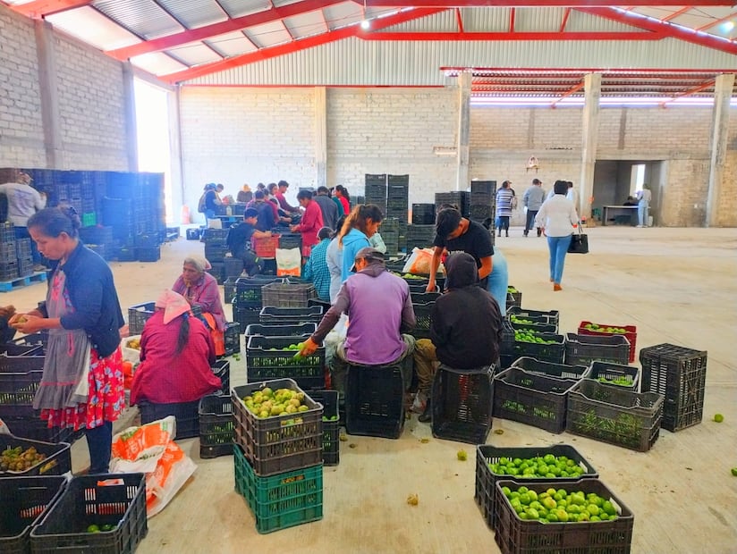 Productores de Metepec entregan su primera cosecha de tomate con cáscara a La Costeña | Foto: especial