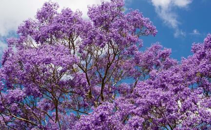 Señal de alerta que jacarandas florezcan durante enero en CDMX