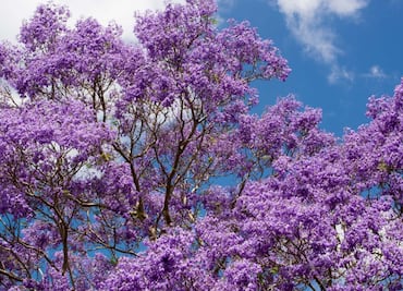 Señal de alerta que jacarandas florezcan durante enero en CDMX