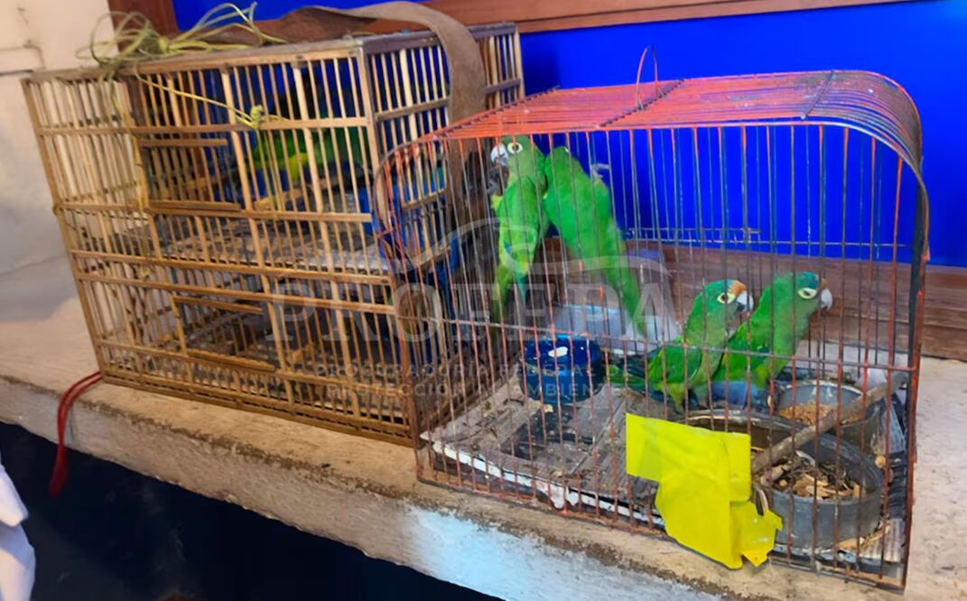 Pericos rescatados en Ixmiquilpan, Hidalgo. Foto: Profepa