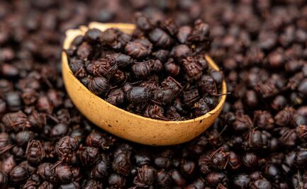 Chicatanas: delicias voladoras de la gastronomía mexicana