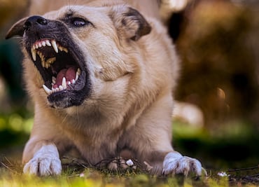 Más de 2 mil 400 personas atendidas en Hidalgo por mordedura de perro en primer semestre de 2025