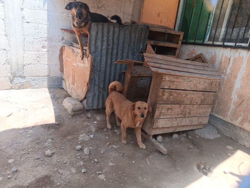 Investigan presunto maltrato animal en Mineral de la Reforma | Foto: especial