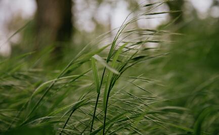 Emite ayuntamiento de Pachuca Alerta Roja por fuertes vientos