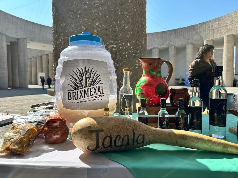 Hidalgo presume su músculo pulquero en el Día Estatal del Maguey | Foto: SADERH